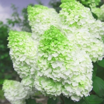HORTENSJA pistacjowo-różowa na pniu - sadzonki 70 / 100 cm